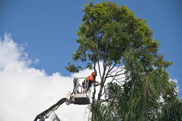 Best Hedge Trimming  in Centerville, SC